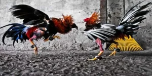 Cách Chơi Đá Gà GA28 Tại BuBet Thắng Lớn Trong Tích Tắc